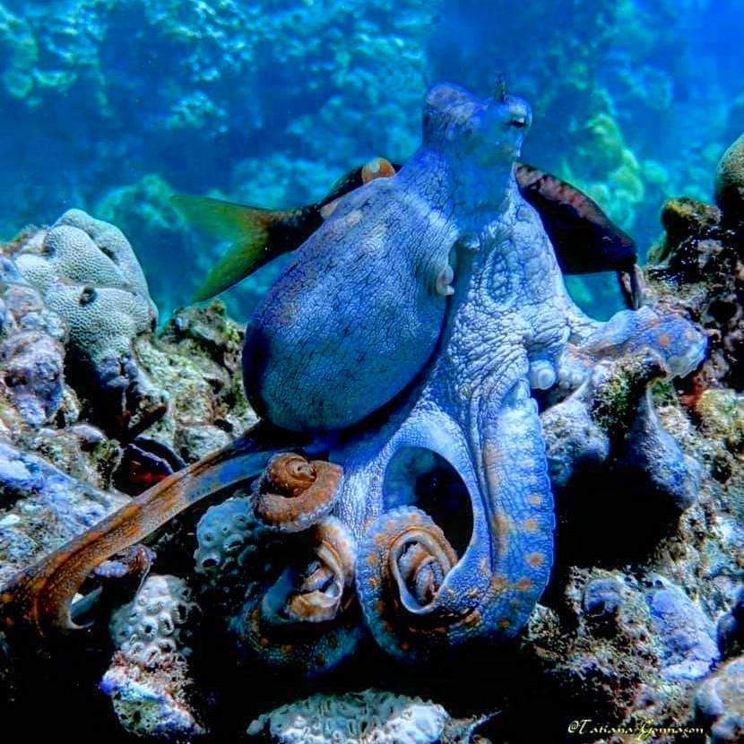 Ukulhas Villa Beach Hotel Eksteriør bilde